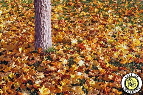 fall-leaves.jpg