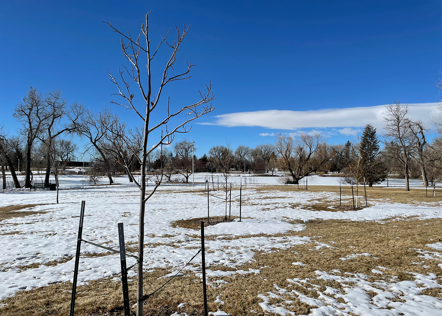 Urban Forestry Outlines State Of Tree Canopy 2024 Goals City Of Cheyenne   New Trees 