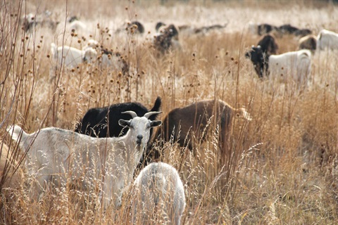 Goats Grazing