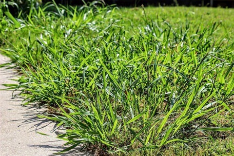 crabgrass-walkway.jpg.optimal.jpg