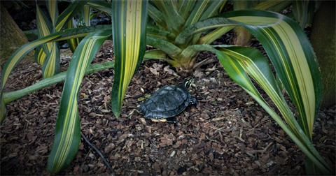 Red-Bellied Turtle.png